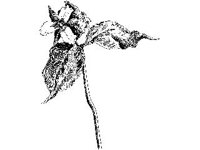 PLNT0186.jpg