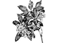 PLNT0179.jpg
