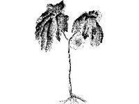 PLNT0173.jpg