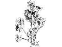 PLNT0171.jpg