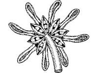 PLNT0170.jpg