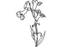 PLNT0167.jpg