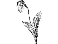 PLNT0166.jpg