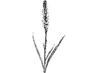 PLNT0165.jpg