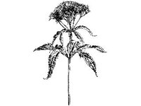 PLNT0162.jpg
