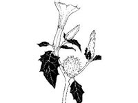 PLNT0160.jpg