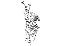 PLNT0158.jpg