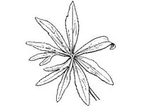 PLNT0157.jpg