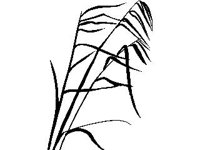 PLNT0156.jpg