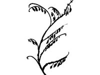 PLNT0154.jpg