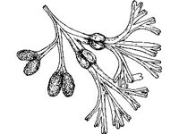 PLNT0149.jpg