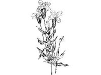 PLNT0148.jpg