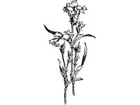 PLNT0147.jpg