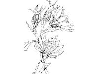 PLNT0141.jpg