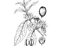 PLNT0140.jpg