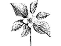 PLNT0137.jpg