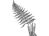 PLNT0135.jpg