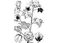 PLNT0132.jpg