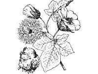 PLNT0131.jpg