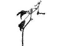 PLNT0130.jpg