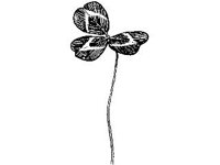 PLNT0129.jpg