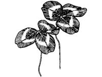 PLNT0128.jpg