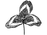 PLNT0127.jpg
