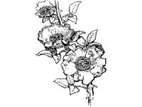 PLNT0125.jpg