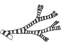 PLNT0124.jpg