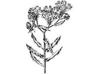 PLNT0123.jpg