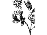 PLNT0120.jpg