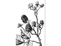 PLNT0119.jpg