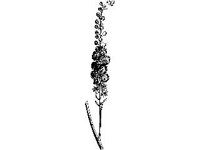 PLNT0117.jpg