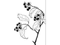 PLNT0116.jpg