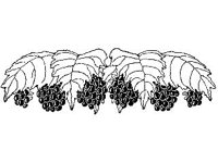 PLNT0114.jpg