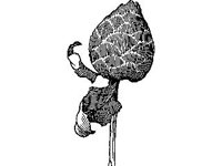 PLNT0304.jpg