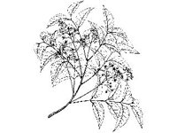 PLNT0291.jpg