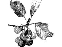 PLNT0289.jpg