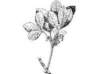 PLNT0287.jpg