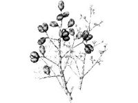PLNT0285.jpg