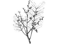 PLNT0284.jpg
