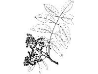 PLNT0281.jpg