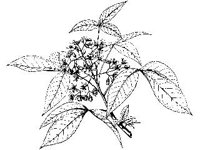PLNT0277.jpg