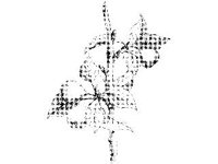 PLNT0273.jpg