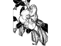 PLNT0269.jpg
