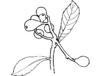 PLNT0268.jpg