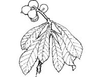 PLNT0267.jpg
