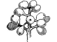 PLNT0266.jpg