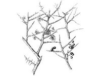 PLNT0263.jpg