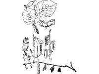 PLNT0258.jpg
